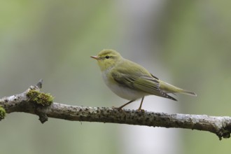 Wood Warbler (Phylloscopus sibilatrix) perched on a branch, Wales, United Kingdom