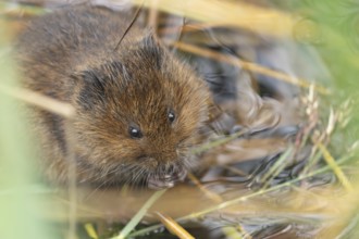 Water vole (Arvicola amphibius) adult rodent animal feeding on a reed leaf on a pond in summer,