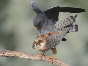 Red-footed Falcon (Falco vespertinus) pair mating, Hungary