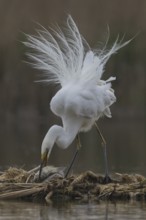 Great Egret (Ardea alba) with fish prey in beak, Subotica, Serbia