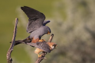 Red-footed Falcon (Falco vespertinus) pair mating, Subotica, Serbia