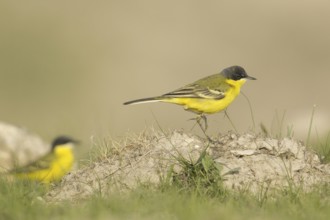 Western Yellow Wagtail (Motacilla flava thunbergi), Turkey