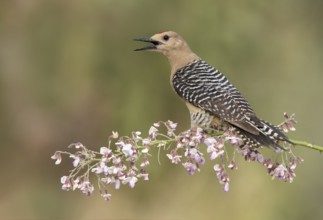 Gila Woodpecker (Melanerpes uropygialis) male calling, perched on a flowering branch, Arizona, USA