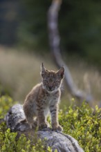 One young (10 weeks old) male Eurasian lynx, (Lynx lynx), walking over a rotten tree. Backlit