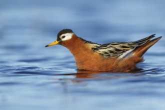 Red Phalarope (Phalaropus fulicarius) feeding on a small pond on the tundra in Northern Alaska