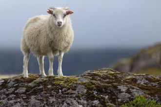 Sheep, Iceland, animal, animals, mammals, Icelandic sheep, resting, Kálfafellsstaður, Austurland,