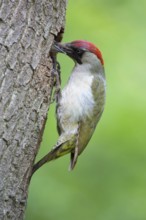 European Green Woodpecker (Picus viridis) female feeds chick in breeding cavity,