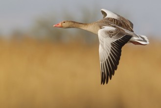 Greylag Goose (Anser anser) flying, Lake Neusiedl, Austria
