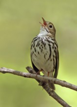 Ovenbird (Seiurus aurocapilla) singing, Saskatchewan, Canada