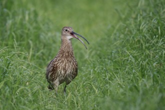 Eurasian Curlew (Numenius arquata) female calling, North Rhine-Westpalia, Germany