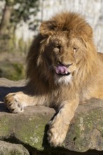 Lion (Panthera leo), lies on a rocky plateau, sticks out its tongue, found in South Africa and East
