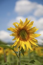 Sunflower in the foreground of a field under a blue sky, Southern Palatinate, Palatinate,