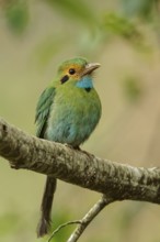 Blue-throated Motmot (Aspatha gularis) perched on a branch in Guatemala in Central America