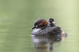 Little Grebe (Tachybaptus ruficollis) with chick, Hesse, Germany