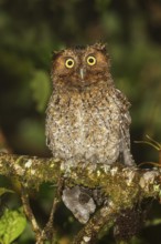 Bare-shanked Screech-Owl (Otus clarkii) perched on a branch in Costa Rica