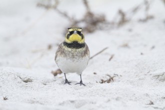 Horned Lark - Ohrenlerche - Eremophila alpestris flava, Germany