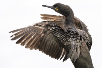 Cormorant (Gulosus aristotelis), juvenile bird spreading its wings, Hornøya Island, Vardø,