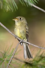 Cordilleran Flycatcher Empidonax occidentalis Chiricahua Mountains, Cochise County, ARIZONA, USA 6