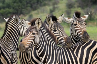 Burchell's zebra (Equus quagga burchelli), Burchell's zebra, adult, group, portrait, Pilanesberg
