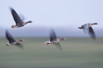 Greater White-fronted Goose (Anser albifrons) flock flying, North Rhine-Westphalia, Germany