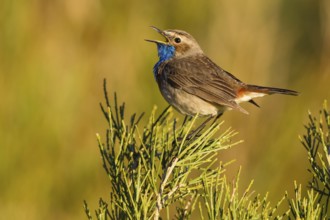Bluethroat (Luscinia svecica cyanecula) male singing, Asturias, Spain