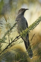 Little Wattlebird (Anthochaera chrysoptera), Queensland, Australia