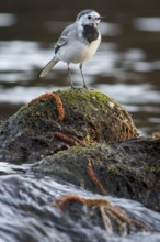 White Wagtail (Motacilla alba), over stone in waterfall, Arnoia river, Galicia, Spain