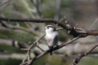 Long-tailed Tit (Aegithalos caudatus), twig, winter, close-up, cute, Germany
