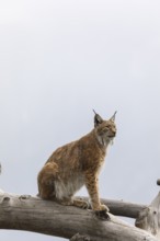 One Eurasian lynx, (Lynx lynx), standing high in a dead tree log. Mountains hide in grey mist in