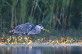 Grey Heron (Ardea cinerea) foraging, North Rhine-Westphalia, Germany