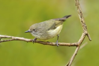 Mountain Thornbill (Acanthiza katherina), Queensland, Australia