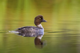Common goldeneye, animals, birds, ducks, duck family, (Bucephala clangula), swims in water,
