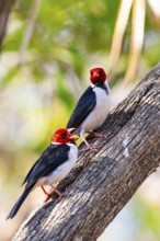 The red-capped cardinal (Paroaria gularis) Pantanal Brazil