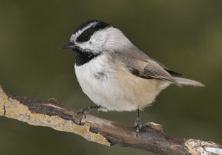 Mountain Chickadee (Poecile gambeli), New Mexico, USA