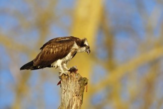 Western Osprey (Pandion haliaetus) eating a fish, Mecklenburg-Western Pomerania, Germany