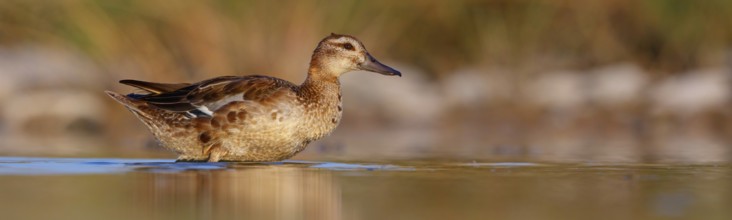 Teal, (Anas crecca), biotope, habitat, foraging, waters, animals, birds, ducks, ducks Salalah,