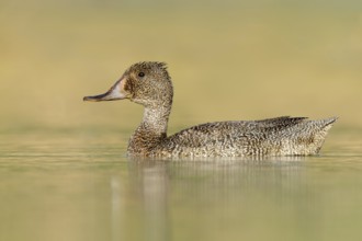 Freckled Duck (Stictonetta naevosa) female, Victoria, Australia