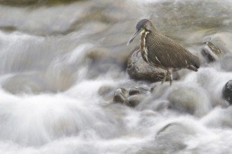 Fasciated Tiger Heron (Tigrisoma fasciatum), Costa Rica