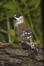 Plum-headed Finch (Neochmia modesta)
