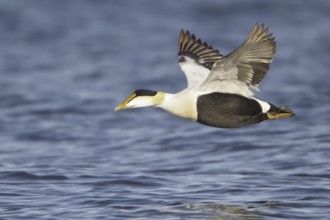 Common Eider (Somateria mollissima) male flying, Manitoba, Canada