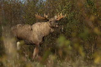 Bull moose (Alces alces) in the warm light of the evening sun, October, Denmark