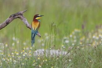 Bee-eater, (Merops apiaster), individual, perch, Tiszaalp-r, Kiskuns-gi National Park, B-cs-Kiskun,