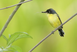 Common Tody-flycatcher (Todirostrum cinereum), Costa Rica
