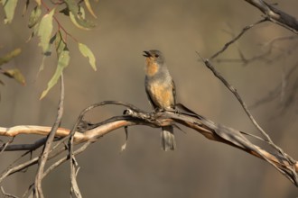 Red-lored Whistler (Pachycephala rufogularis) singing, perched on a branch, Victoria, Australia