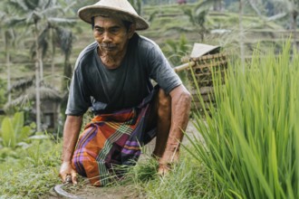 An Indonesian man works carefully in a lush rice field in Bali, showcasing traditional farming