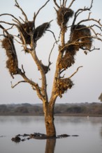 Hippos (Hippopatamus amphibius), group in the water in the morning light under a tree full of