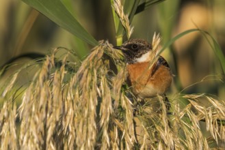 European Stonechat (Saxicola rubicola) male, Eilat, Israel