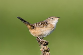 Sedge Wren Cistothorus platensis Appleton, Chippewa County, Minnesota, United States 29 May Adult