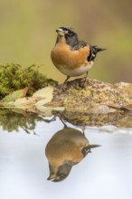 Brambling (Fringilla montifringilla) male at waterhole, Madrid, Spain