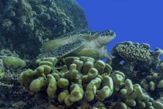 A serene green sea turtle, Chelonia mydas, rests among vibrant coral formations in the